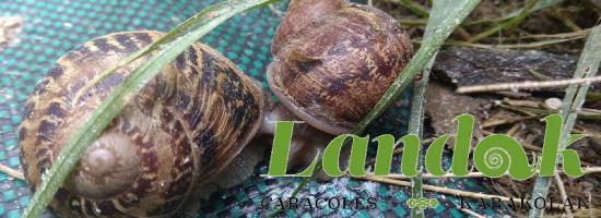 LANDAK KARAKOLAK